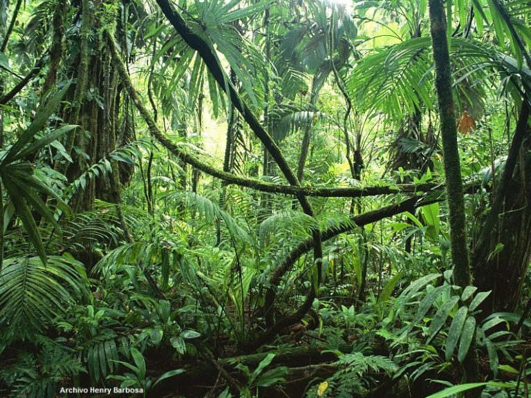 SELVA