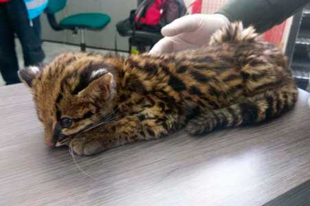 Aparece cachorro de leopardo abandonado en parque de Bogotá