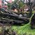 Acacias y eucaliptos, entre las especies de árboles que más se caen en Bogotá