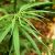 One World Pharma recibió permiso del ICA para cultivar 13 variedades de cannabis
