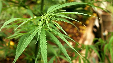 One World Pharma recibió permiso del ICA para cultivar 13 variedades de cannabis