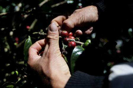 El sur de Colombia puede ser la clave para aumentar la producción de café