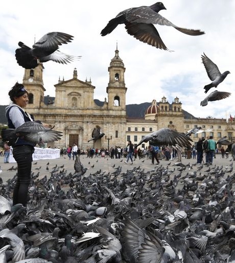 Bogotá implora a los turistas que dejen de alimentar a las palomas