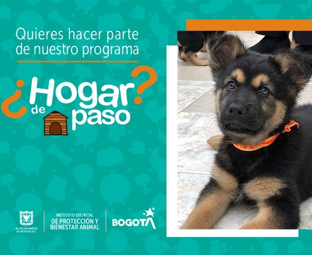 Entérate como hacer parte del programa ‘Hogar de paso’ de Animales Bogotá