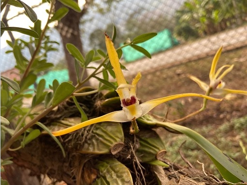 Así florece la Clínica de Orquídeas en la provincia del Guavio