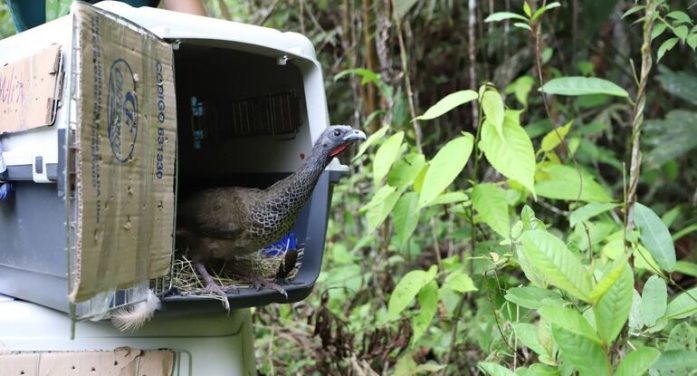Secretaría de Ambiente liberó 113 animales silvestres en el Magdalena Medio