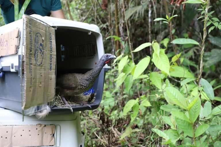 Secretaría de Ambiente liberó 113 animales silvestres en el Magdalena Medio 1