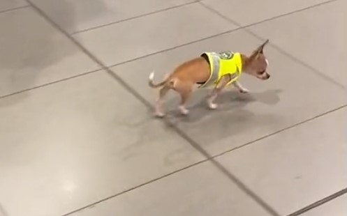 El perro policía más pequeño del mundo está en Bogotá