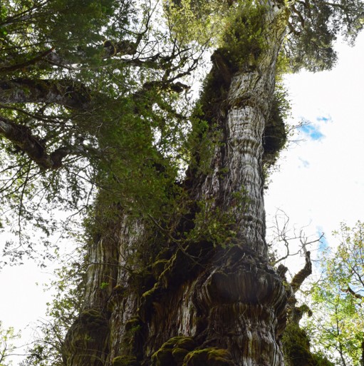 La historia del ‘Gran Abuelo’, el árbol más antiguo del mundo