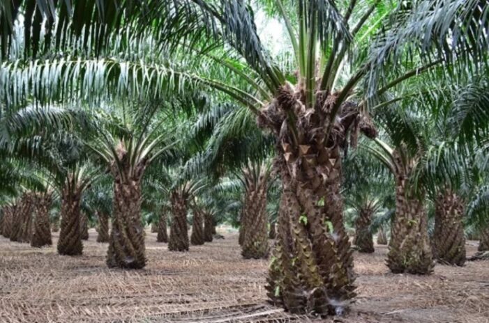 Científicos colombianos desarrollan híbridos, única salvación para los cultivos de palma de aceite en el mundo