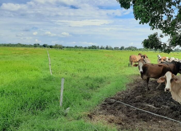 Fedegán ha ofrecido al Gobierno Nacional la venta de 500 mil hectáreas para la reforma agraria