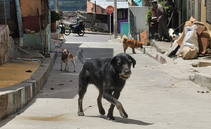 Comunidad denuncia atroz ola de violencia contra animales en condición de abandono en el sur de Bogotá