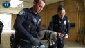 Unos policías salvan a un cachorro que se comió el fentanilo de sus dueños