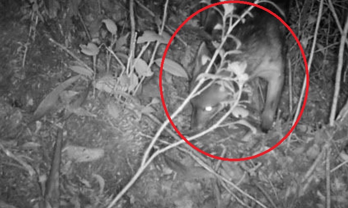 Registran con cámaras trampa seis especies de mamíferos en los cerros orientales de Bogotá
