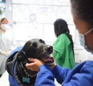 Hospital de la Universidad Nacional promueve la visita terapéutica de mascotas a personas en UCI y Hospitalización