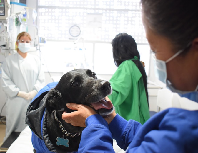 Hospital de la Universidad Nacional promueve la visita terapéutica de mascotas a personas en UCI y Hospitalización