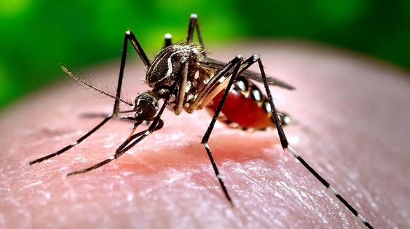 Bogotá y otras zonas podrían estar en riesgo de propagación del Dengue por cambio en la temperatura