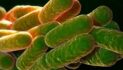 Científicos brasileños hallan bacteria amazónica con propiedades anticancerígenas