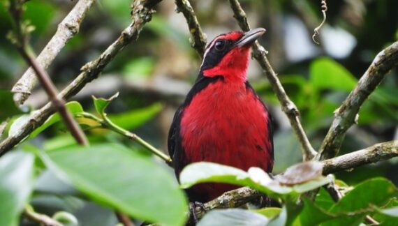 Con más de 800 especies de aves, Caldas está lista para recibir a los turistas durante el Global Big Day
