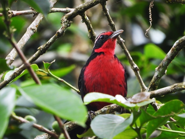 Con más de 800 especies de aves, Caldas está lista para recibir a los turistas durante el Global Big Day