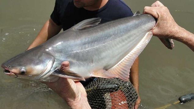 Autoridades del Huila alertan por posible presencia del ‘pez pangasius’ en la Represa de Betania