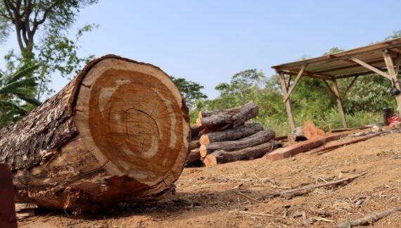 MEDIO AMBIENTE: Unión Europea posterga por un año la entrada en vigencia de la ley de deforestación cero