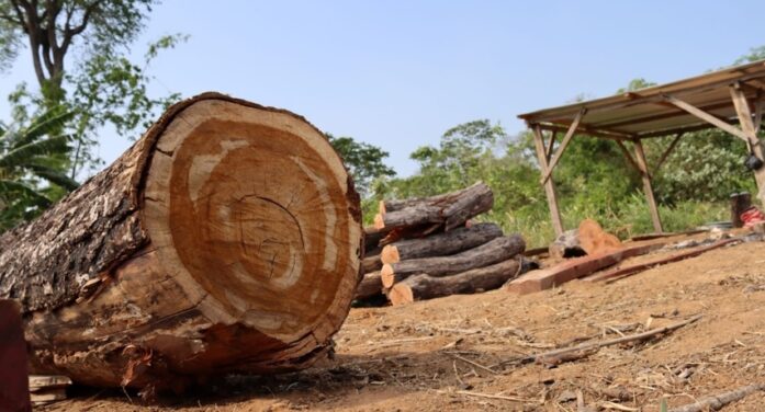 MEDIO AMBIENTE: Unión Europea posterga por un año la entrada en vigencia de la ley de deforestación cero