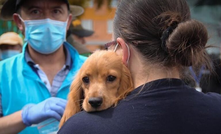 importancia de la vacunación de mascotas