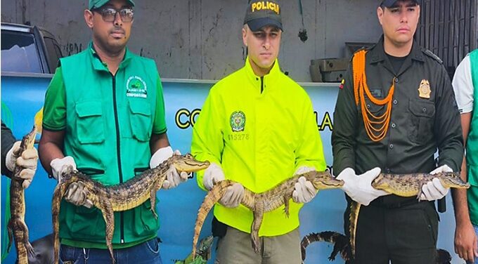 Policía Nacional da contundente golpe contra el tráfico ilegal de fauna silvestre en la Mojana (Sucre)
